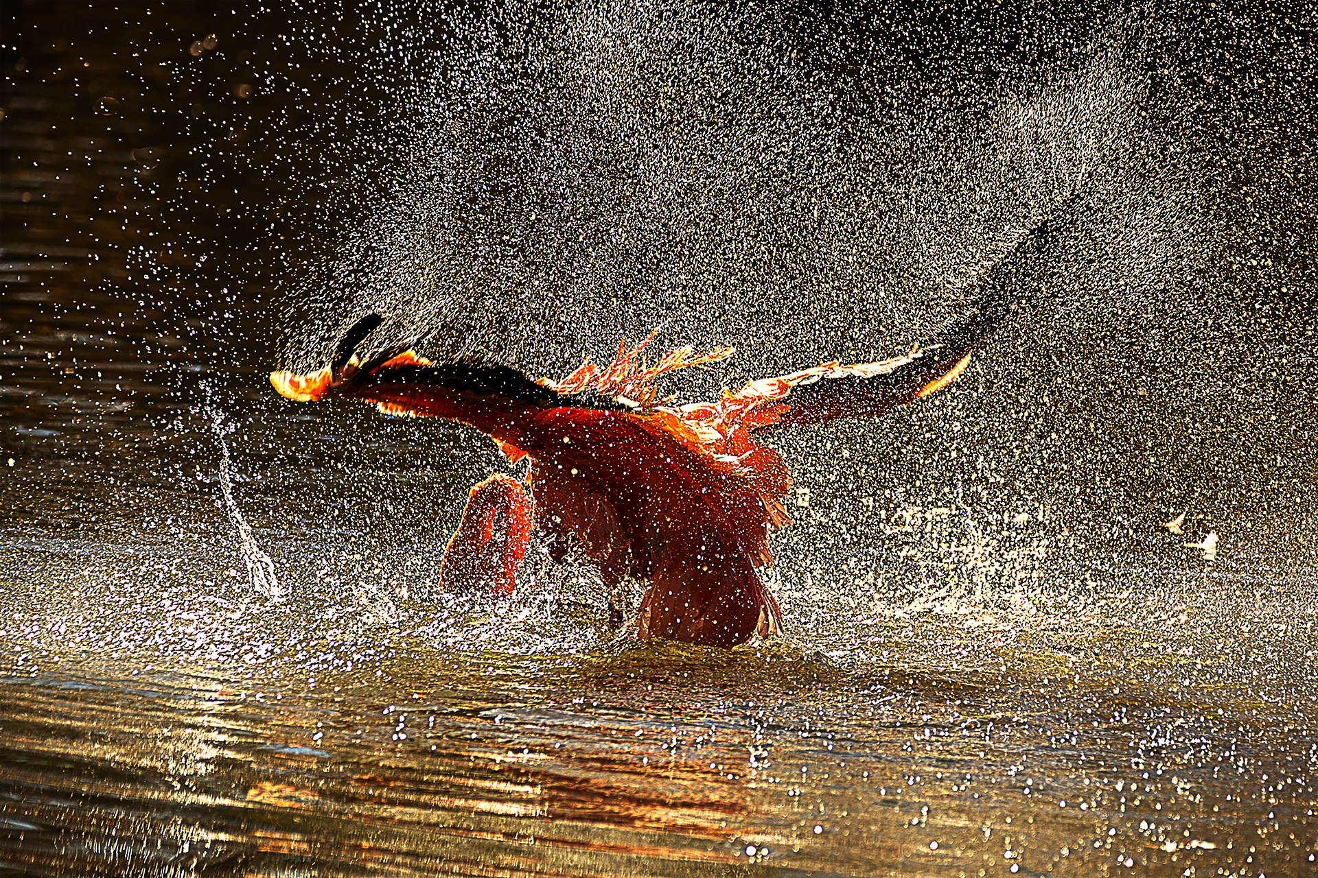 Le bain du flamant